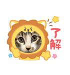 保護猫ぽんずのLINEスタンプ（個別スタンプ：7）