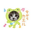 保護猫ぽんずのLINEスタンプ（個別スタンプ：8）