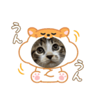 保護猫ぽんずのLINEスタンプ（個別スタンプ：9）