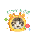 保護猫ぽんずのLINEスタンプ（個別スタンプ：10）