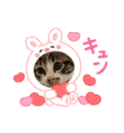 保護猫ぽんずのLINEスタンプ（個別スタンプ：11）