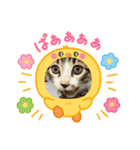 保護猫ぽんずのLINEスタンプ（個別スタンプ：13）