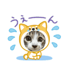 保護猫ぽんずのLINEスタンプ（個別スタンプ：14）