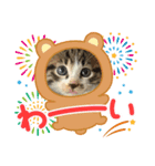 保護猫ぽんずのLINEスタンプ（個別スタンプ：15）