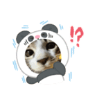 保護猫ぽんずのLINEスタンプ（個別スタンプ：16）