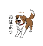 名前入りボーダーコリーブラウン（個別スタンプ：2）