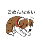 名前入りボーダーコリーブラウン（個別スタンプ：3）