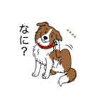 名前入りボーダーコリーブラウン（個別スタンプ：8）