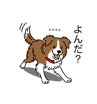 名前入りボーダーコリーブラウン（個別スタンプ：9）