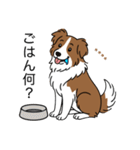名前入りボーダーコリーブラウン（個別スタンプ：20）