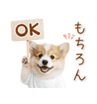 ポジティブな気持ちを伝えるコーギー（個別スタンプ：1）