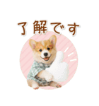 ポジティブな気持ちを伝えるコーギー（個別スタンプ：2）