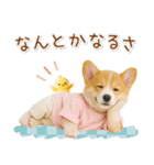 ポジティブな気持ちを伝えるコーギー（個別スタンプ：7）