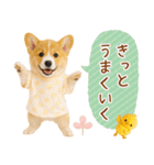 ポジティブな気持ちを伝えるコーギー（個別スタンプ：8）