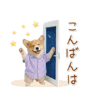 ポジティブな気持ちを伝えるコーギー（個別スタンプ：11）