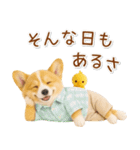 ポジティブな気持ちを伝えるコーギー（個別スタンプ：13）