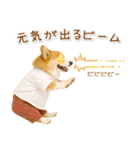 ポジティブな気持ちを伝えるコーギー（個別スタンプ：16）