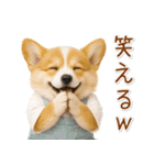 ポジティブな気持ちを伝えるコーギー（個別スタンプ：20）