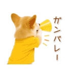 ポジティブな気持ちを伝えるコーギー（個別スタンプ：29）