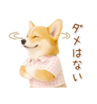 ポジティブな気持ちを伝えるコーギー（個別スタンプ：33）