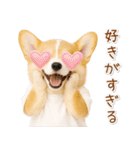 ポジティブな気持ちを伝えるコーギー（個別スタンプ：34）