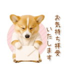 ポジティブな気持ちを伝えるコーギー（個別スタンプ：36）