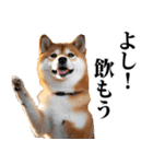 酒☆柴犬（個別スタンプ：1）