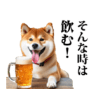 酒☆柴犬（個別スタンプ：6）