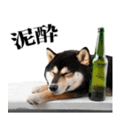 酒☆柴犬（個別スタンプ：7）