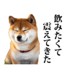 酒☆柴犬（個別スタンプ：18）