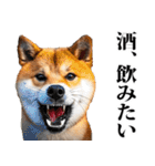 酒☆柴犬（個別スタンプ：19）