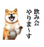 酒☆柴犬（個別スタンプ：25）