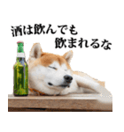 酒☆柴犬（個別スタンプ：37）