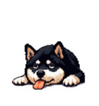 無言で伝える黒柴犬 健康体形（個別スタンプ：1）