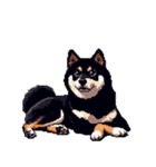 無言で伝える黒柴犬 健康体形（個別スタンプ：3）
