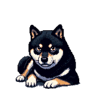 無言で伝える黒柴犬 健康体形（個別スタンプ：5）