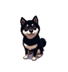 無言で伝える黒柴犬 健康体形（個別スタンプ：6）