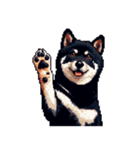 無言で伝える黒柴犬 健康体形（個別スタンプ：8）