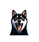 無言で伝える黒柴犬 健康体形（個別スタンプ：11）