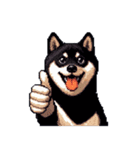無言で伝える黒柴犬 健康体形（個別スタンプ：12）