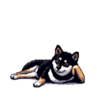 無言で伝える黒柴犬 健康体形（個別スタンプ：13）