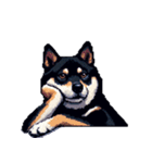 無言で伝える黒柴犬 健康体形（個別スタンプ：15）