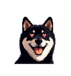 無言で伝える黒柴犬 健康体形（個別スタンプ：17）