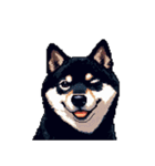 無言で伝える黒柴犬 健康体形（個別スタンプ：21）
