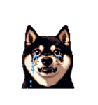 無言で伝える黒柴犬 健康体形（個別スタンプ：24）