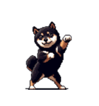 無言で伝える黒柴犬 健康体形（個別スタンプ：25）