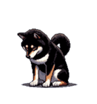 無言で伝える黒柴犬 健康体形（個別スタンプ：31）