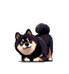 無言で伝える黒柴犬 健康体形（個別スタンプ：33）