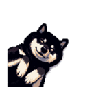 無言で伝える黒柴犬 健康体形（個別スタンプ：37）
