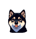 無言で伝える黒柴犬 健康体形（個別スタンプ：40）